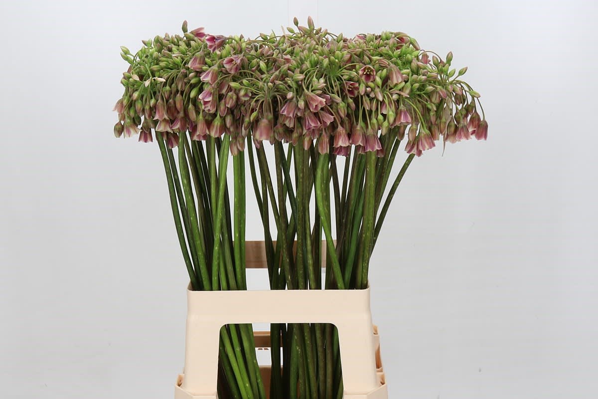 Срезанные цветы оптом Allium siculum от 60шт из Голландии с доставкой по России