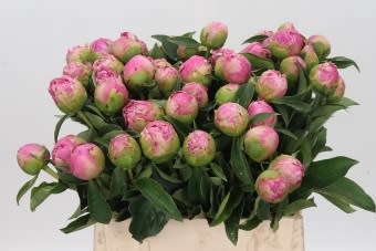 Срезанные цветы оптом Paeonia jacorma от 50шт из Голландии с доставкой по России