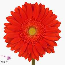 Срезанные цветы оптом Gerbera red explosion от 50шт из Голландии с доставкой по России