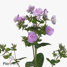 Срезанные цветы оптом Phlox butterfly от 50шт из Голландии с доставкой по России