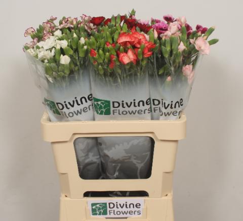 Срезанные цветы оптом Dianthus sp rainbow от 60шт из Голландии с доставкой по России