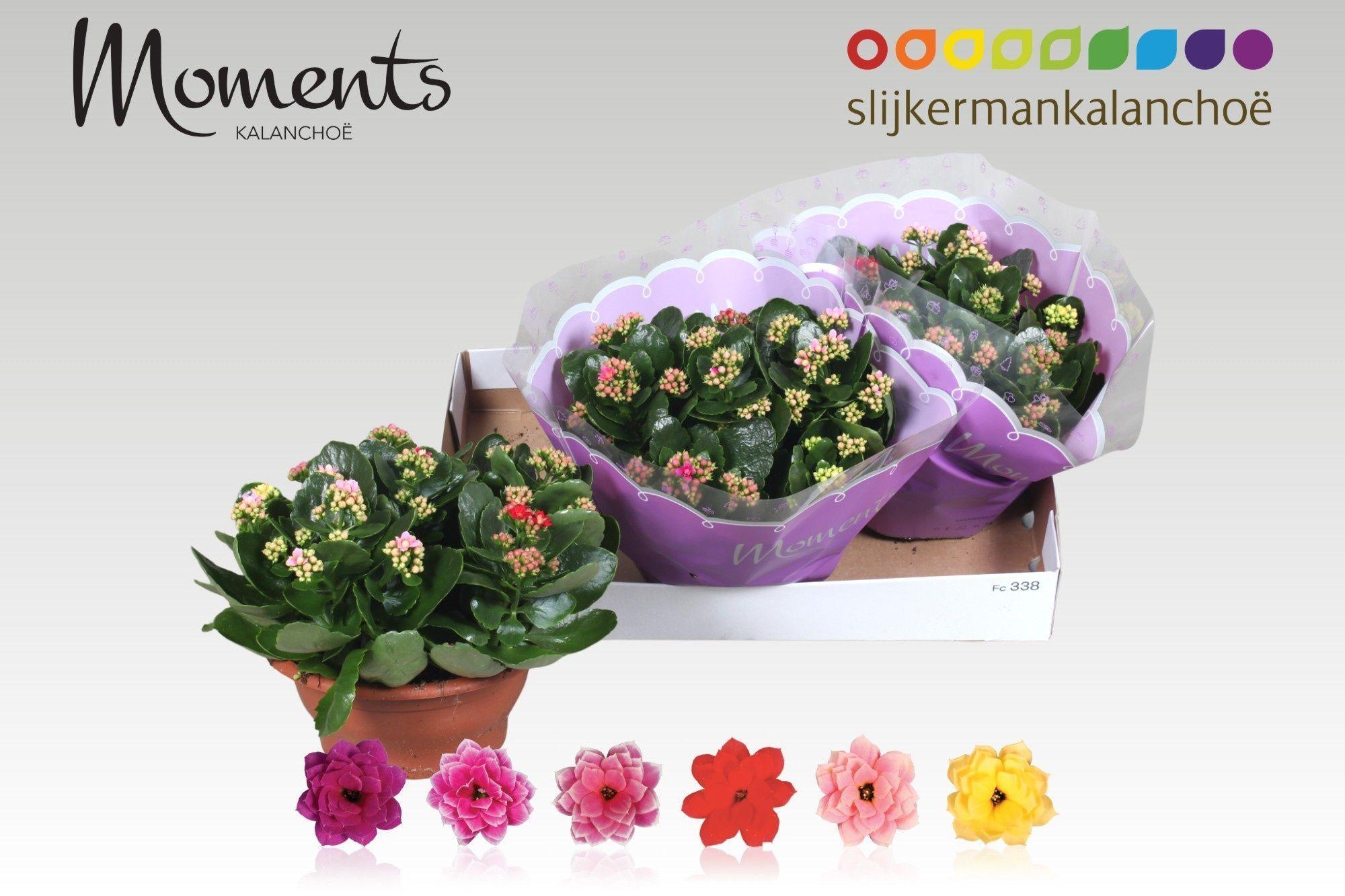 Горшечные цветы и растения оптом Kal Ge Gem I Pot от 3шт из Голландии с доставкой по России