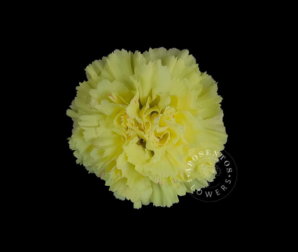 Срезанные цветы оптом Dianthus st hermes от 240шт из Голландии с доставкой по России