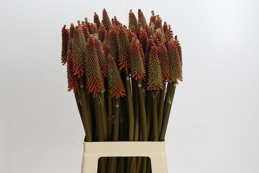Срезанные цветы оптом Kniphofia alcazar от 80шт. из Голландии с доставкой по России