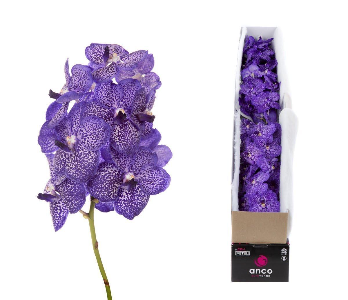 Срезанные цветы оптом Vanda sunanda blueberry smoothie per stem от 10шт. из Голландии с доставкой по России