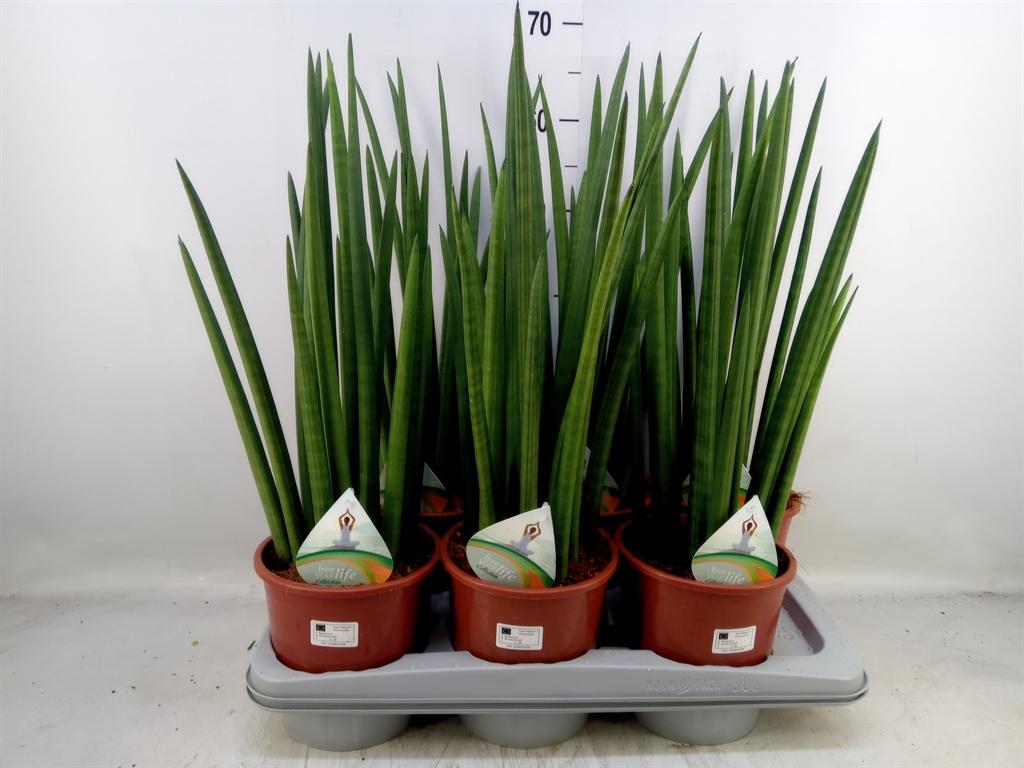 Горшечные цветы и растения оптом Sansevieria Cyl.  ... от 6шт из Голландии с доставкой по России