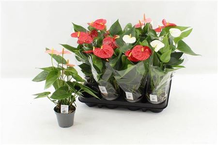 Горшечные цветы и растения оптом Anthu An Gem 4 Kl 2-3++ от 12шт (для телеги) из Голландии с доставкой по России