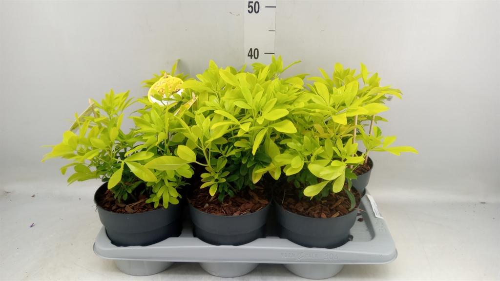 Горшечные цветы и растения оптом Choisya Ternata от 6шт из Голландии с доставкой по России