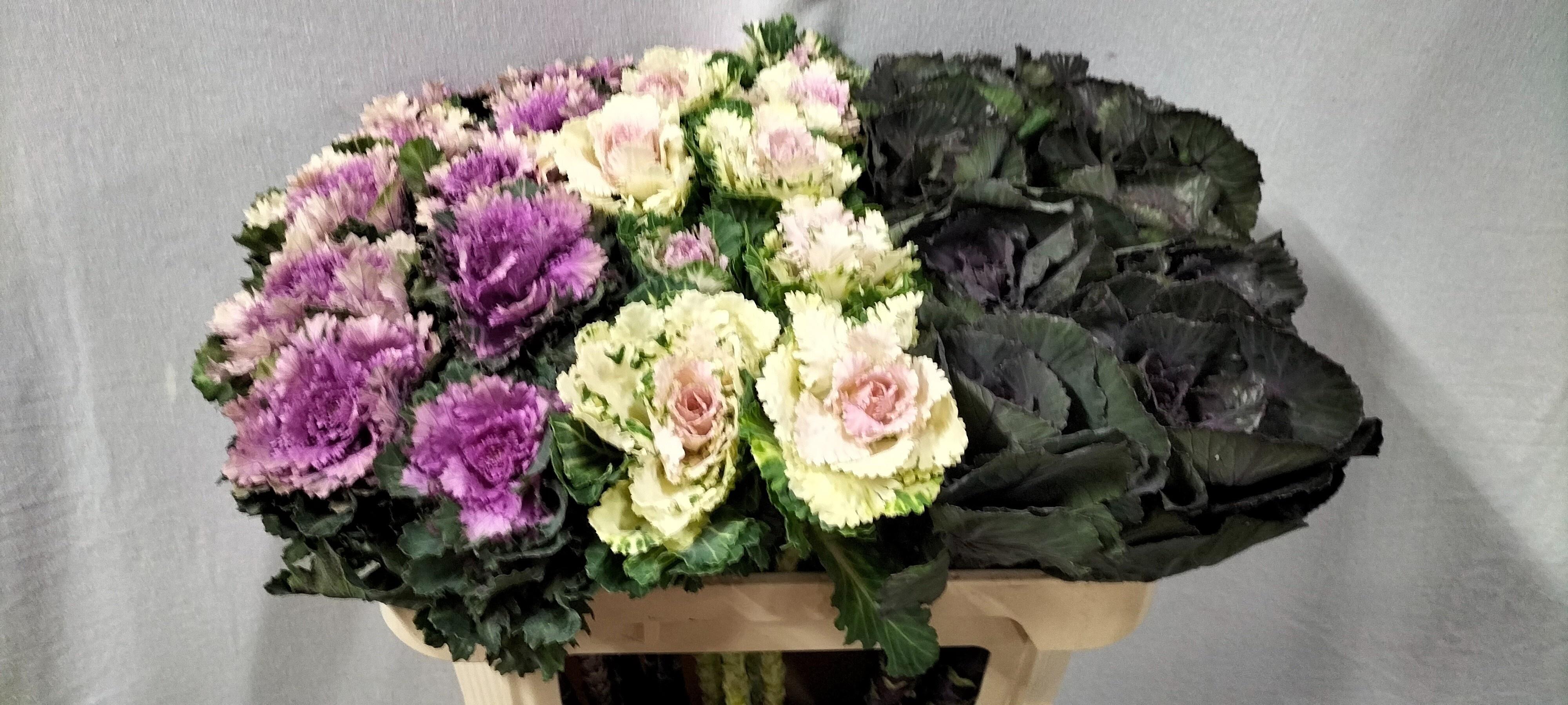 Срезанные цветы оптом Brassica mix от 30шт из Голландии с доставкой по России