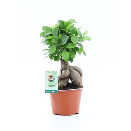 Горшечные цветы и растения оптом Ficus Micr. Ginseng от 8шт из Голландии с доставкой по России