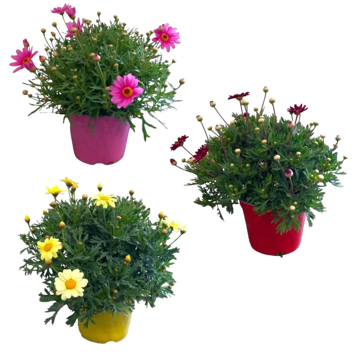 Горшечные цветы и растения оптом Argyranthemum Frut Mix Bush от 6шт из Голландии с доставкой по России