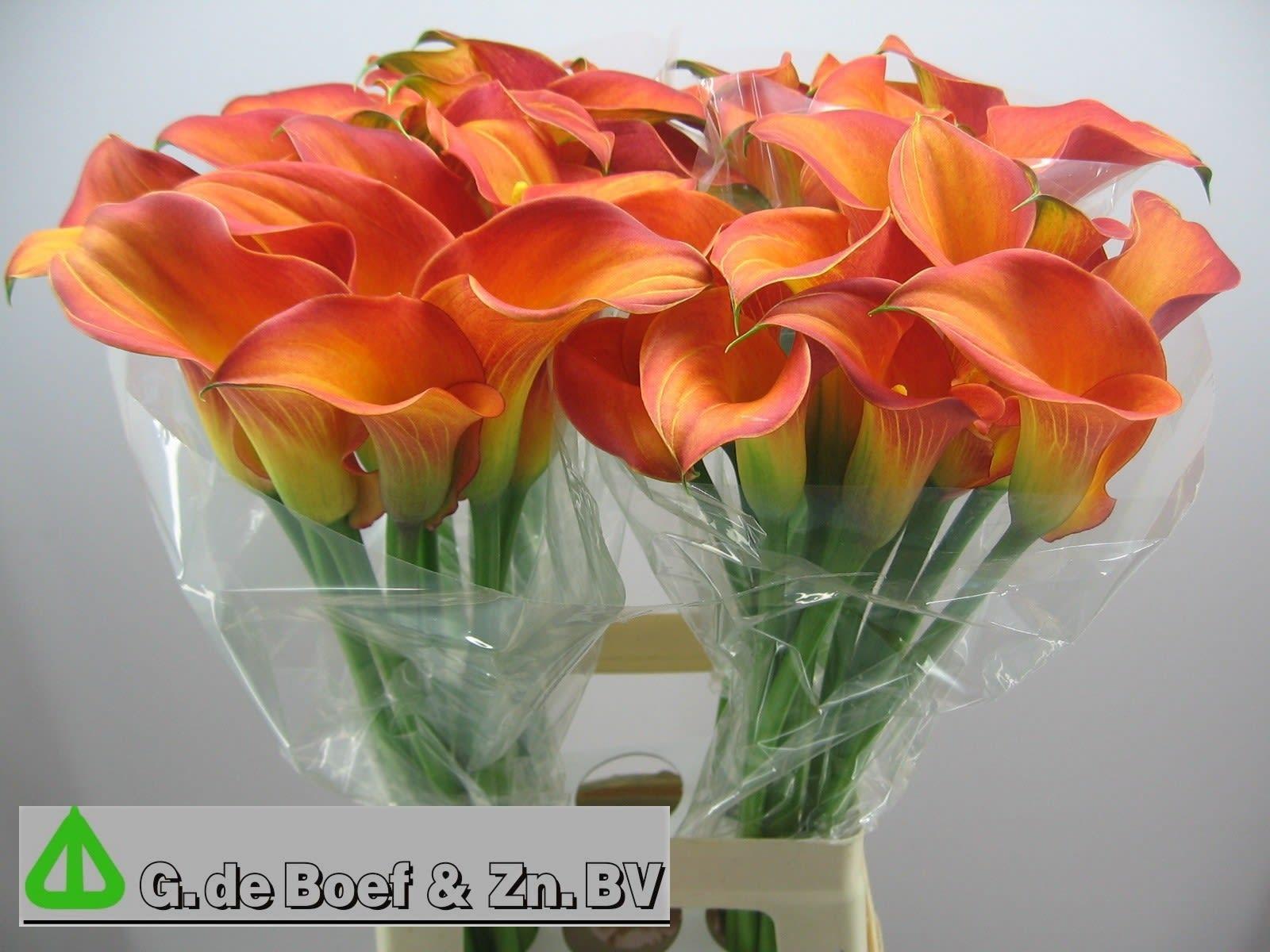 Срезанные цветы оптом Zantedeschia morning sun от 30шт из Голландии с доставкой по России
