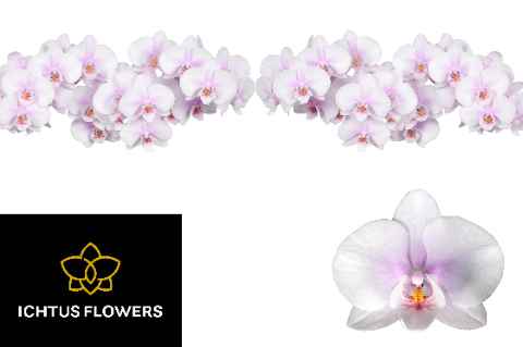 Срезанные цветы оптом Phalaenopsis okayama (per flower) от 25шт из Голландии с доставкой по России