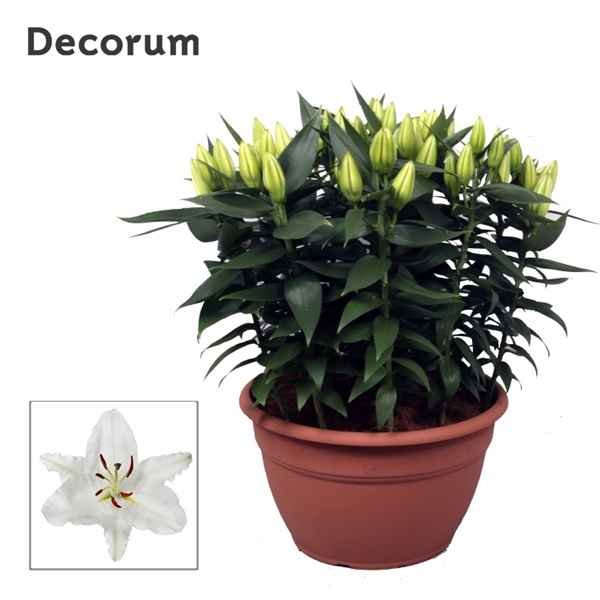 Горшечные цветы и растения оптом Lilium Or White Xl 15pp (decorum) от 1шт из Голландии с доставкой по России