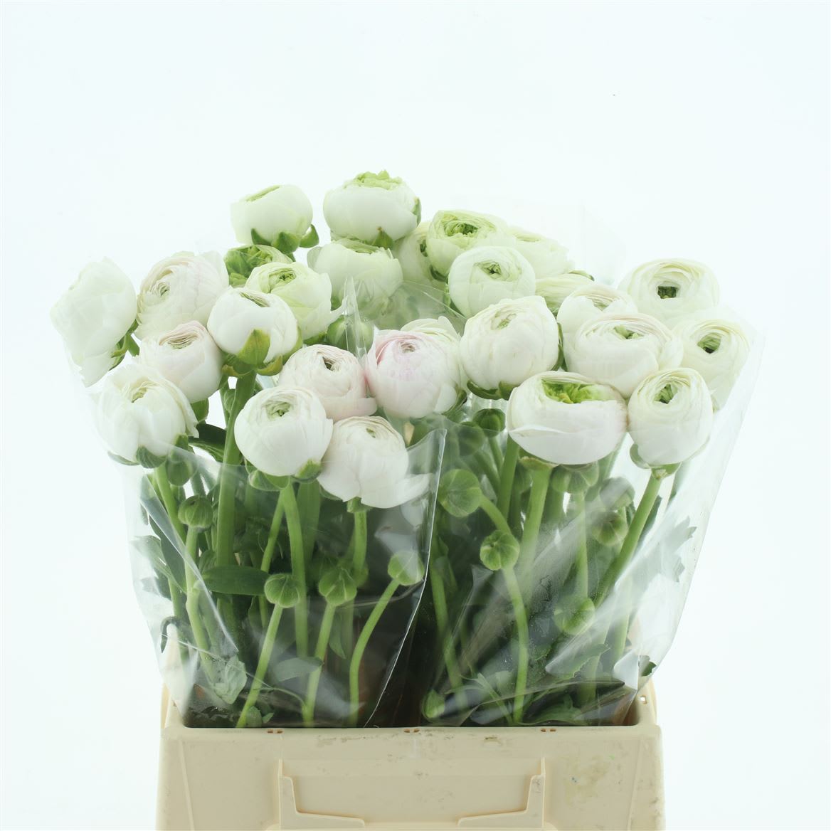 Срезанные цветы оптом Ranunculus clooney hanoi от 20шт из Голландии с доставкой по России