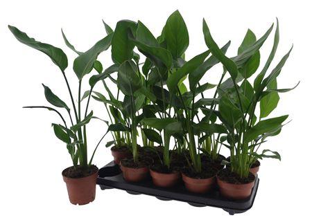 Горшечные цветы и растения оптом Strelitzia Reginae от 10шт из Голландии с доставкой по России