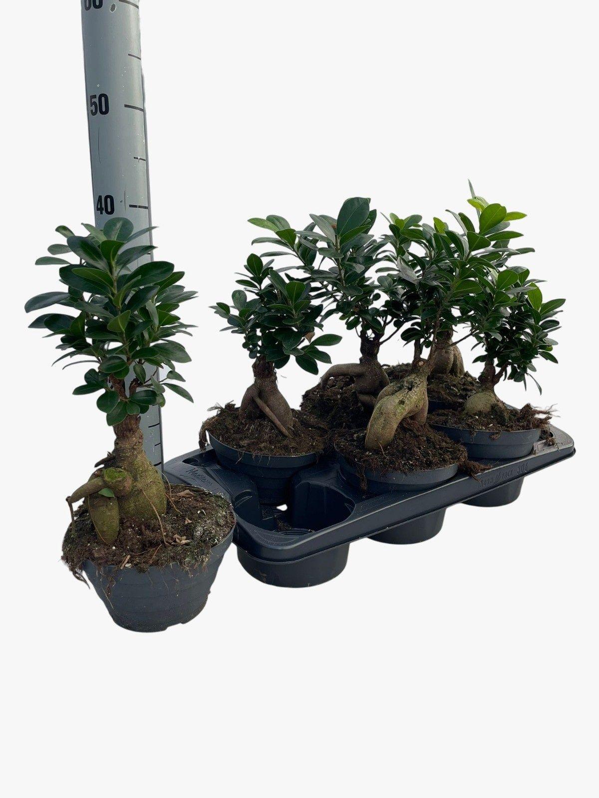 Горшечные цветы и растения оптом Fic Mi Ginseng от 6шт из Голландии с доставкой по России