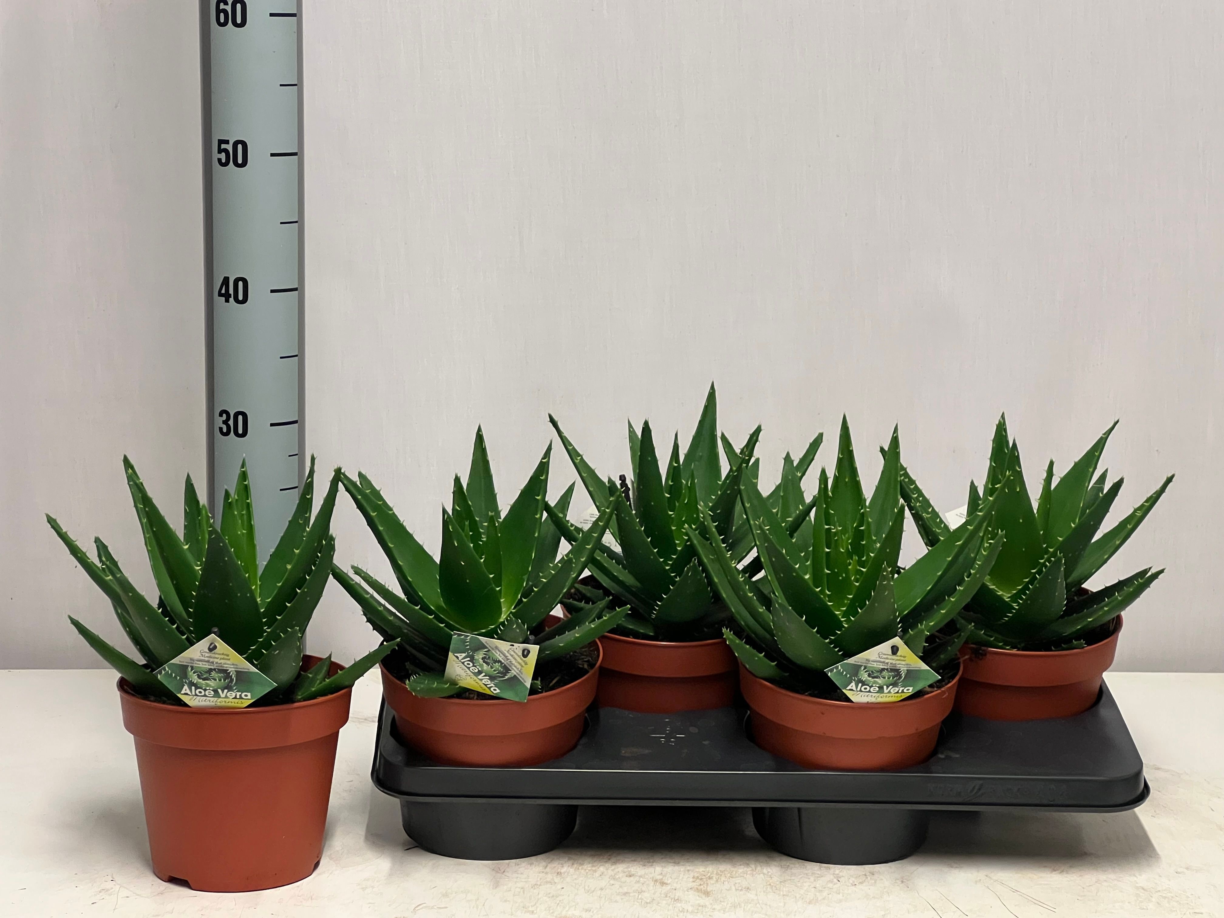 Горшечные цветы и растения оптом Aloe Perfoliata от 4шт из Голландии с доставкой по России