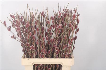 Срезанные цветы оптом Salix red passion от 200шт из Голландии с доставкой по России