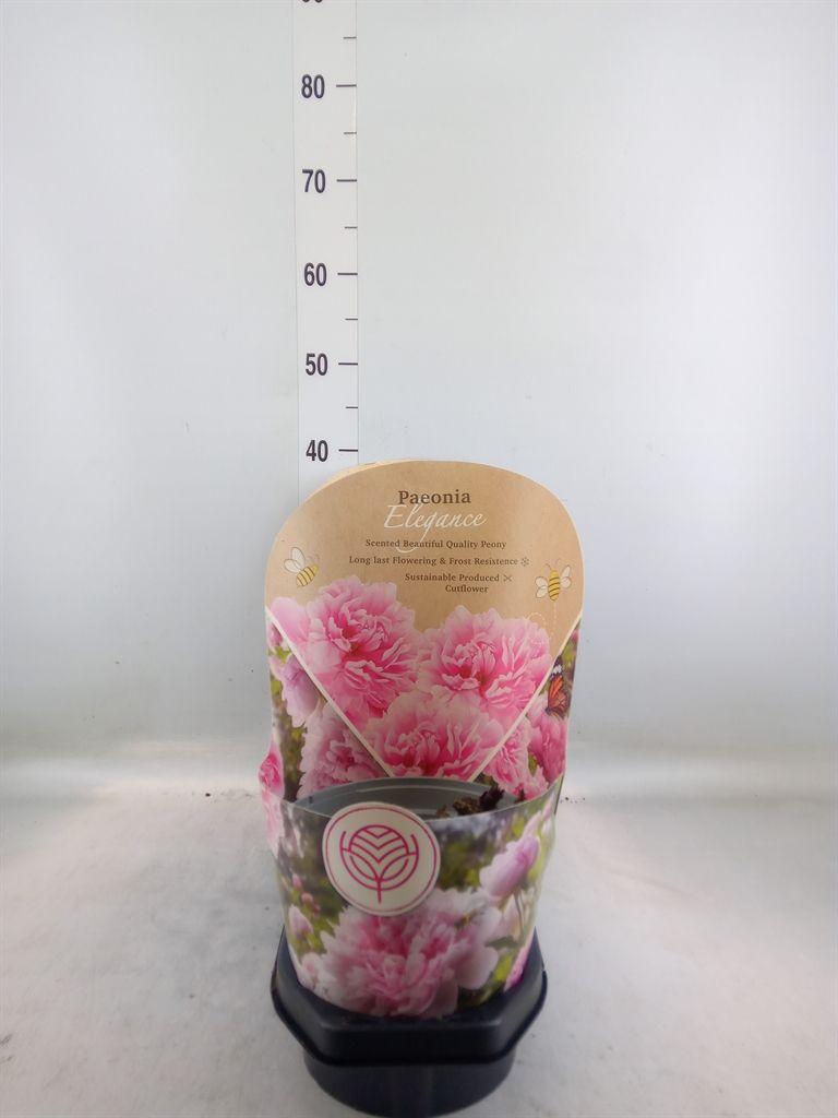 Горшечные цветы и растения оптом Paeonia   ... от 3шт из Голландии с доставкой по России