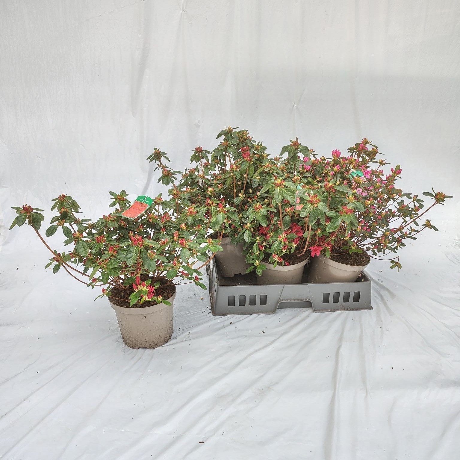 Горшечные цветы и растения оптом Rhod Ja Ov от 6шт из Голландии с доставкой по России