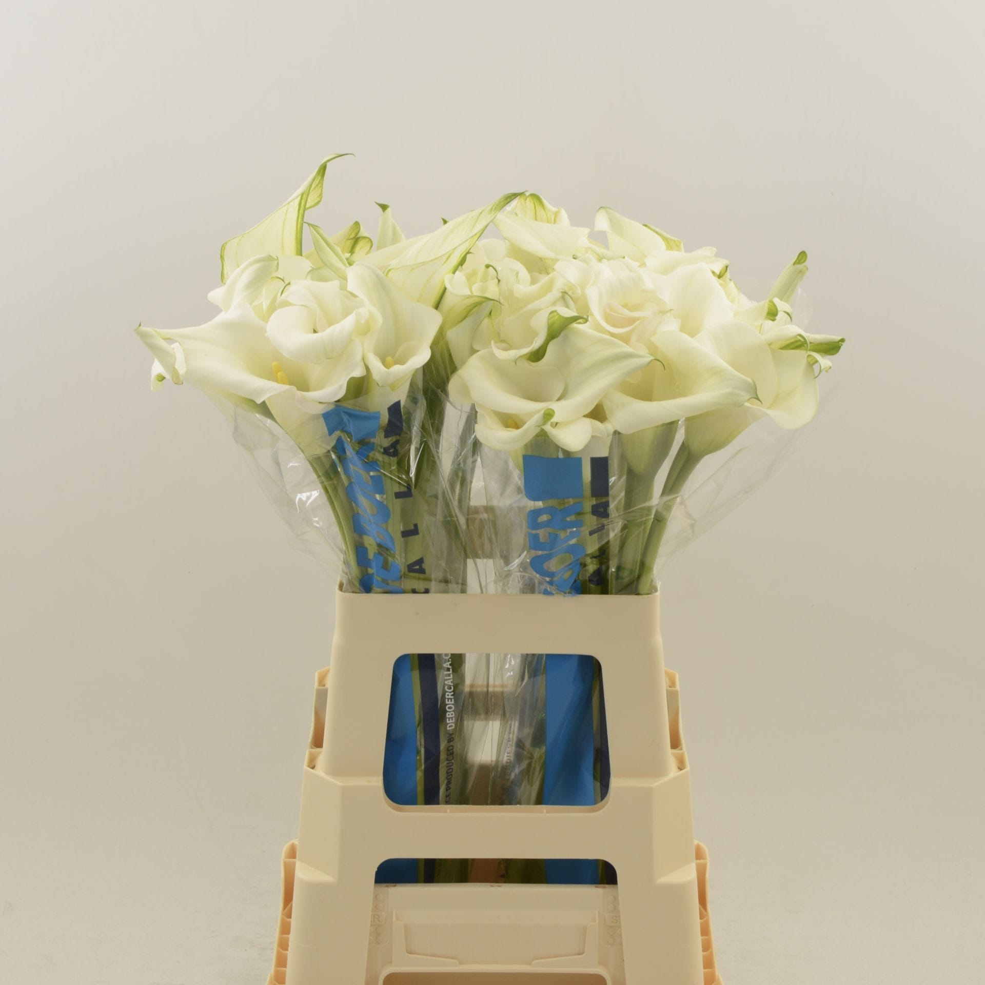 Срезанные цветы оптом Zantedeschia captain ventura double от 40шт из Голландии с доставкой по России