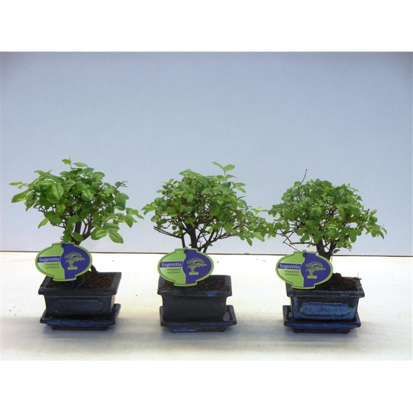 Горшечные цветы и растения оптом Bonsai Sageretia Theezans, 12cm., Broom, With Drip от 12шт из Голландии с доставкой по России