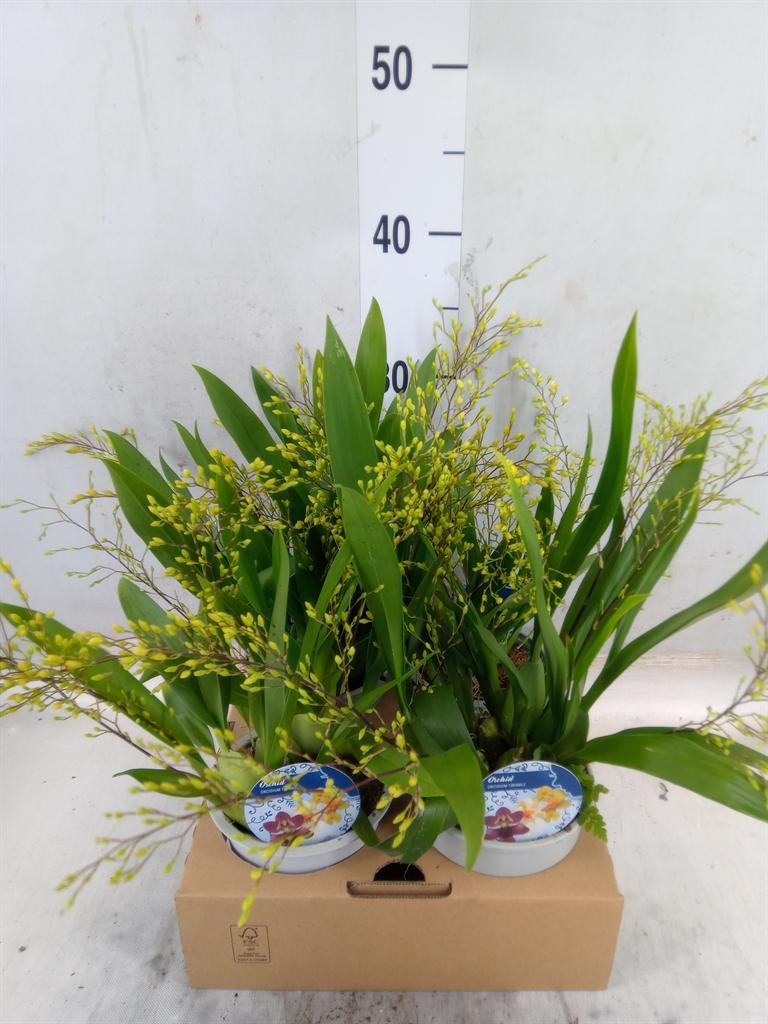 Горшечные цветы и растения оптом Orchideeen   ... от 4шт из Голландии с доставкой по России
