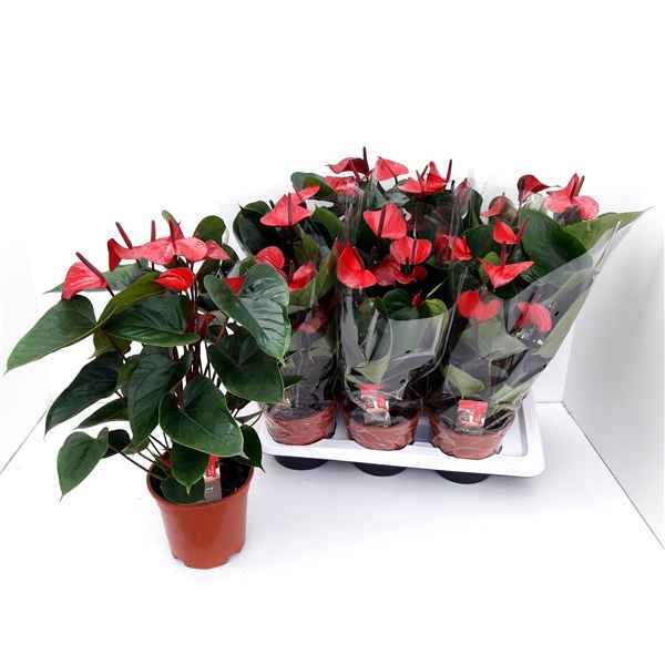 Горшечные цветы и растения оптом Anth An Adios Red 7+ от 6шт из Голландии с доставкой по России