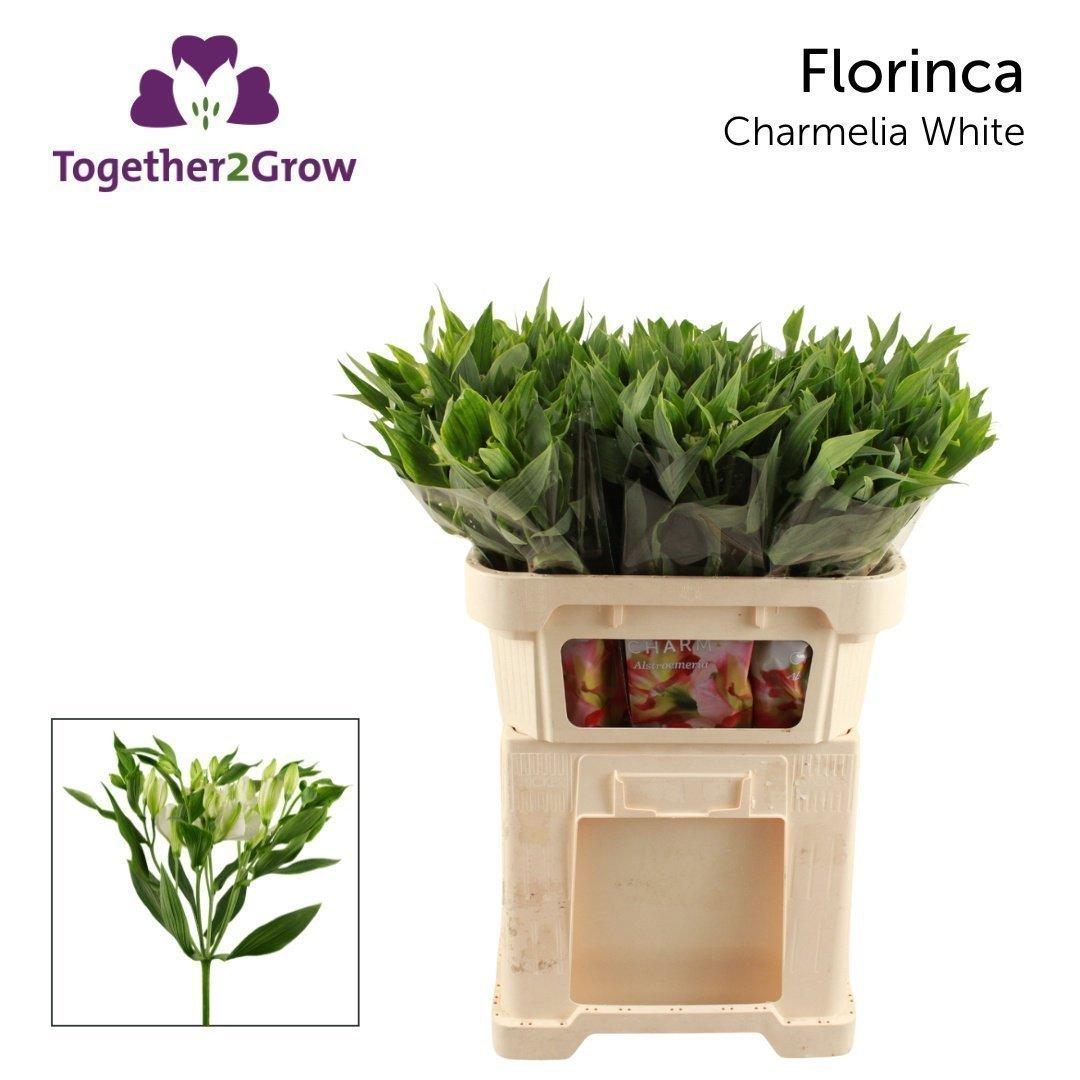 Срезанные цветы оптом Alstroemeria fl charmelia white от 80шт из Голландии с доставкой по России