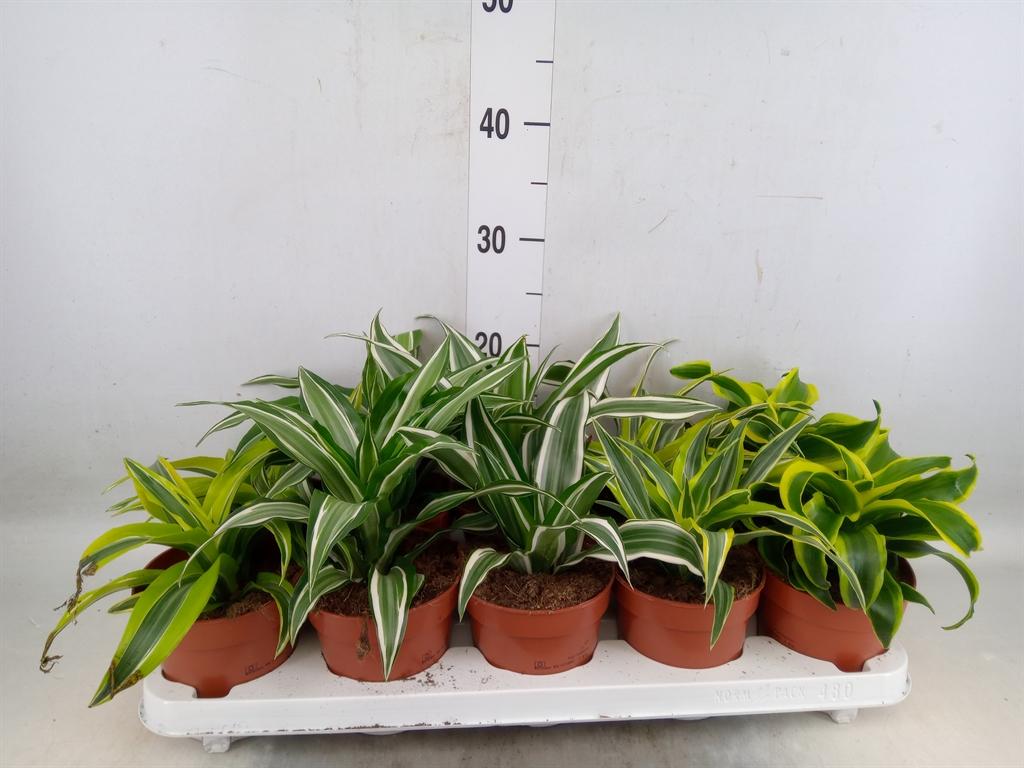 Горшечные цветы и растения оптом Dracaena   ...mix от 10шт из Голландии с доставкой по России