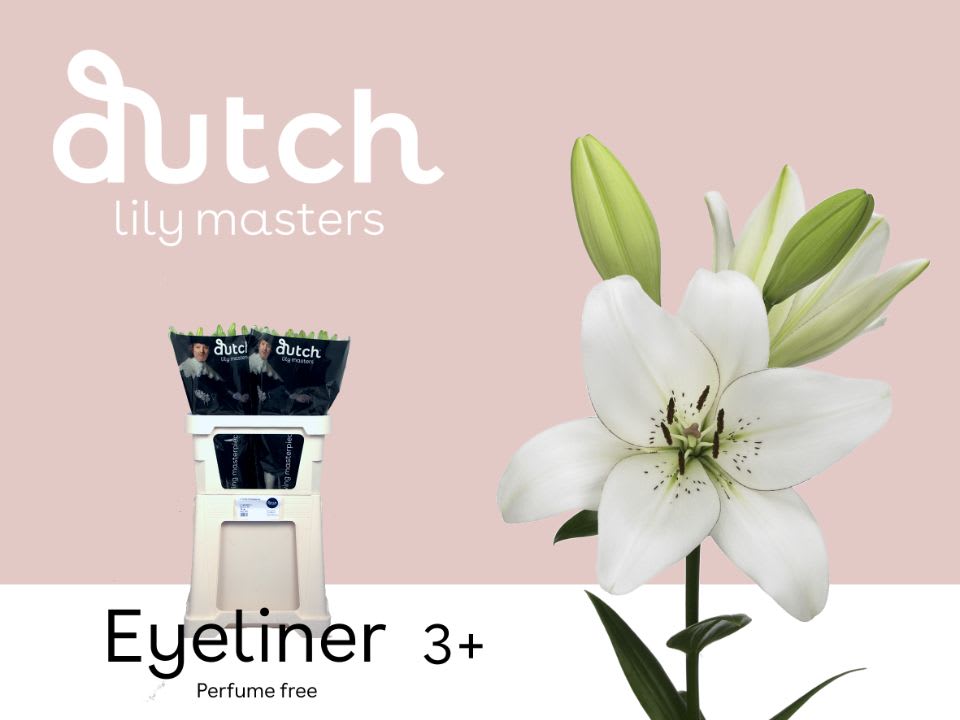 Срезанные цветы оптом Lilium la eyeliner от 60шт из Голландии с доставкой по России