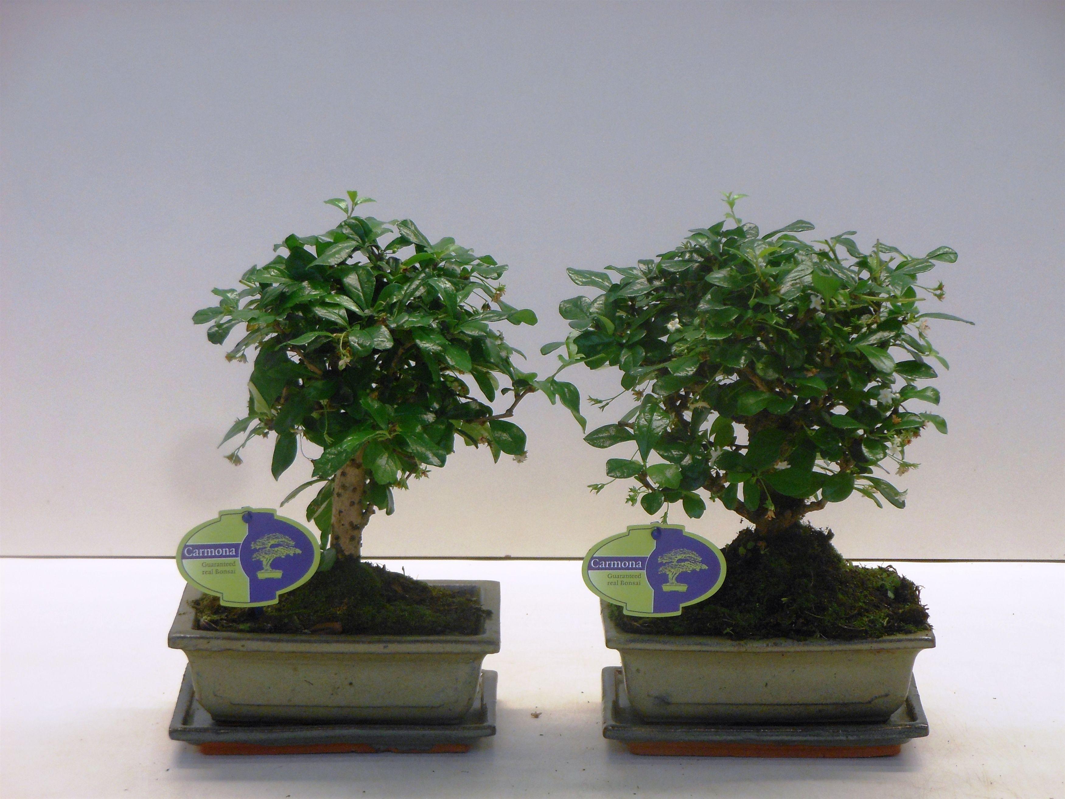 Горшечные цветы и растения оптом Bonsai Carmona Macrophylla, 20cm., Broom, With Dri от 6шт из Голландии с доставкой по России