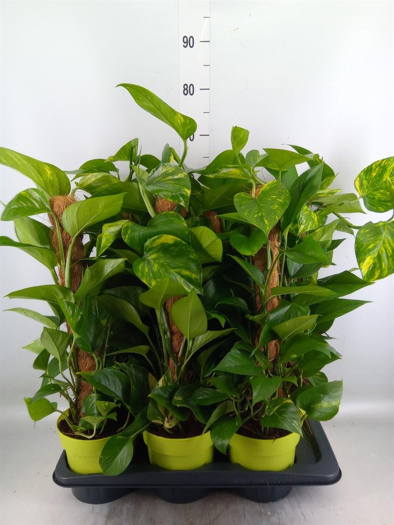 Горшечные цветы и растения оптом Epipremnum Pinn.   ...moss Stick от 6шт из Голландии с доставкой по России