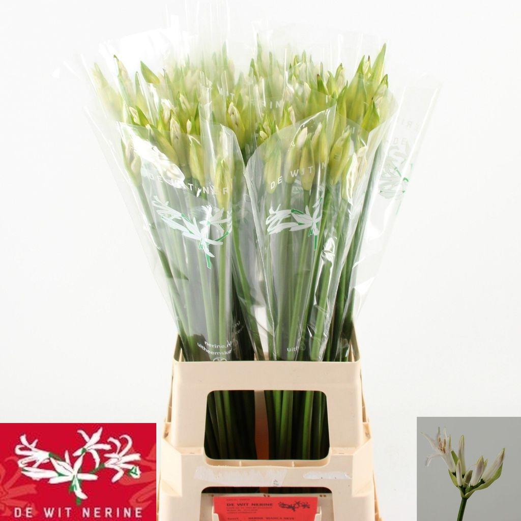 Срезанные цветы оптом Nerine bowdenii biancaneve от 100шт из Голландии с доставкой по России