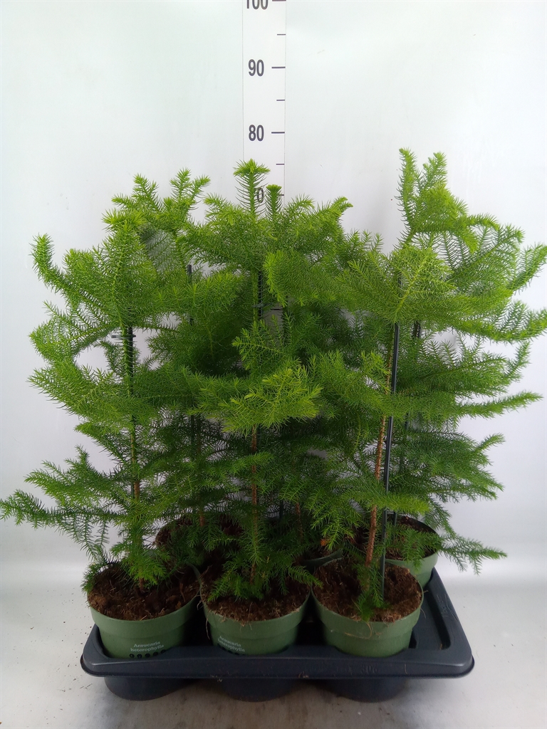 Горшечные цветы и растения оптом Araucaria Heterophylla от 6шт из Голландии с доставкой по России