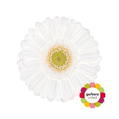 Срезанные цветы оптом Germini lobby от 30шт из Голландии с доставкой по России