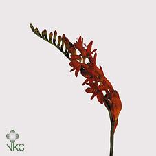 Срезанные цветы оптом Crocosmia lucifer от 100шт из Голландии с доставкой по России