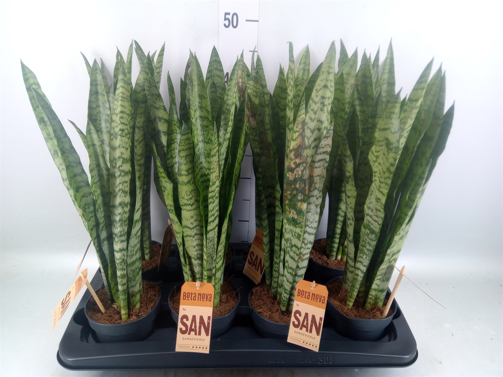 Горшечные цветы и растения оптом Sansevieria Trifa.   ... от 8шт из Голландии с доставкой по России