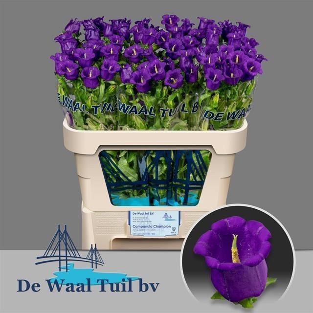 Срезанные цветы оптом Campanula medium champion blue от 40шт из Голландии с доставкой по России