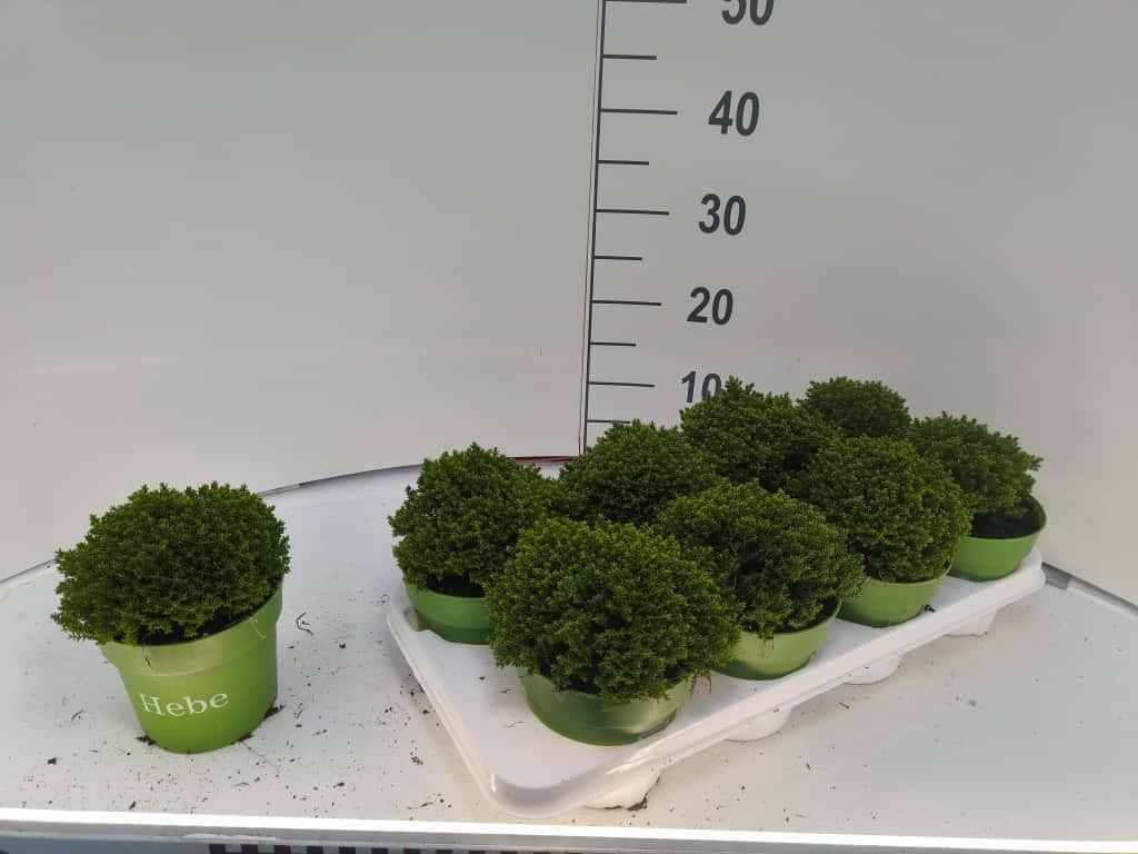 Горшечные цветы и растения оптом Hebe Gem от 8шт из Голландии с доставкой по России