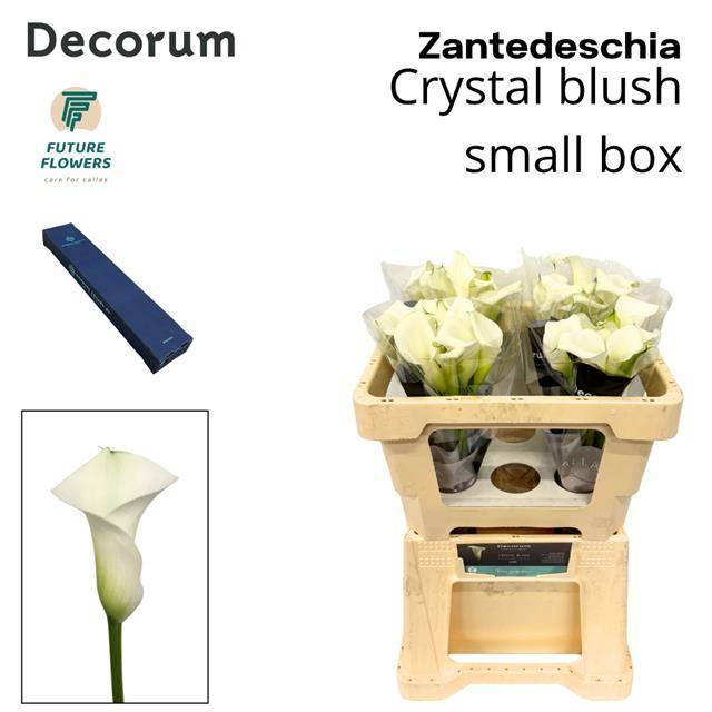 Срезанные цветы оптом Zantedeschia crystal blush от 20шт из Голландии с доставкой по России