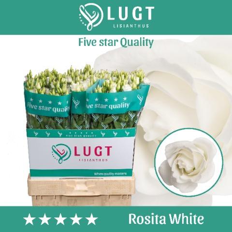 Срезанные цветы оптом Lisianthus do rosita white от 140шт. из Голландии с доставкой по России