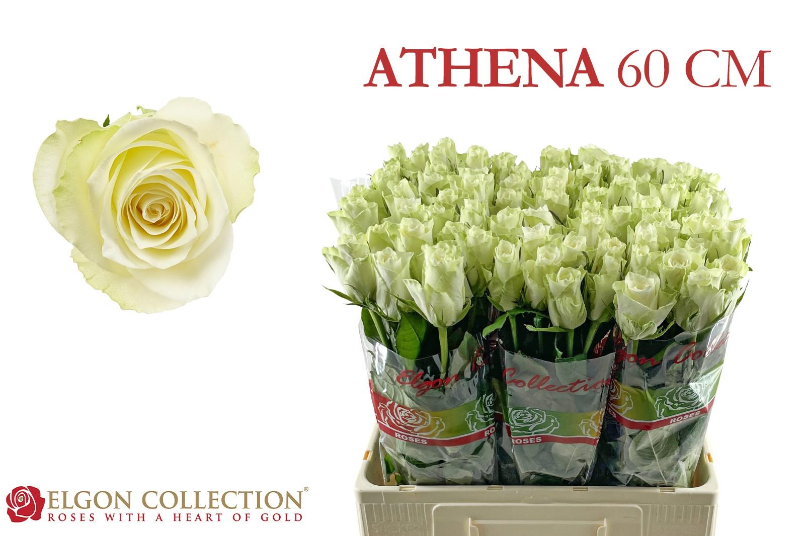 Срезанные цветы оптом Rosa large athena от 80шт из Голландии с доставкой по России