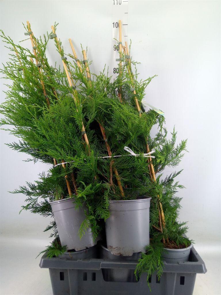 Горшечные цветы и растения оптом Cupressus   ... от 10шт из Голландии с доставкой по России
