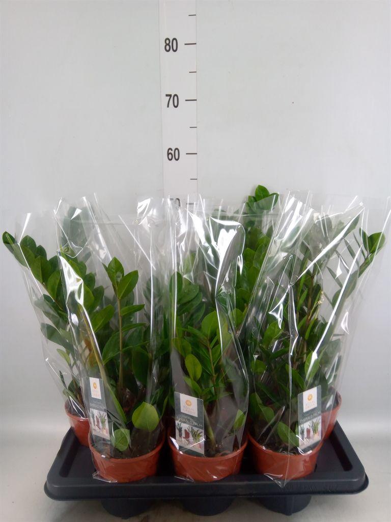 Горшечные цветы и растения оптом Zamioculcas Zamiifolia от 7шт из Голландии с доставкой по России