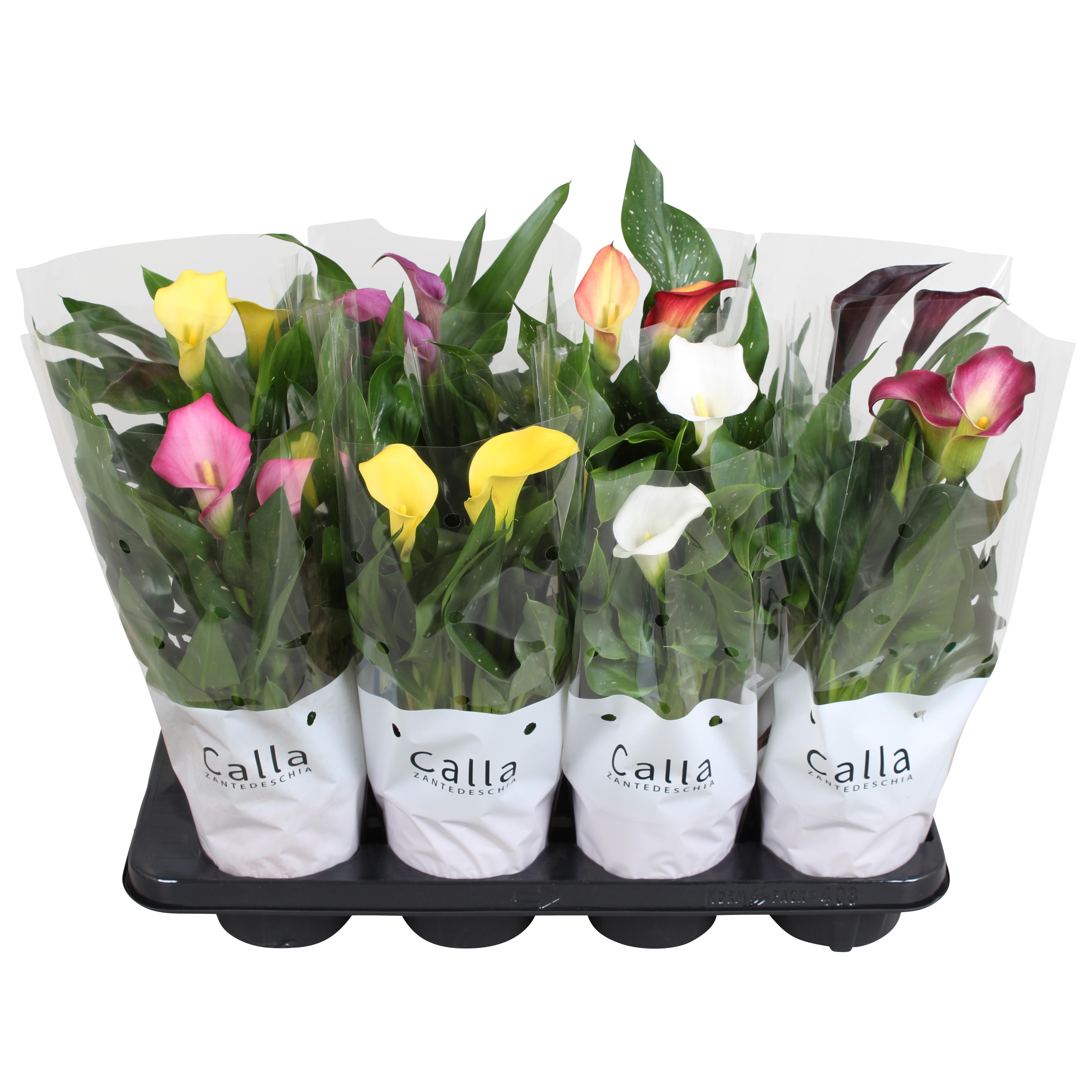 Горшечные цветы и растения оптом Zantedeschia Mix 2+ Budget Sleeve от 8шт из Голландии с доставкой по России