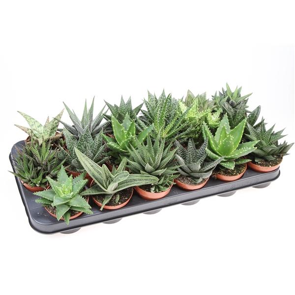 Горшечные цветы и растения оптом Aloe Haworthia Mix от 18шт (для телеги) из Голландии с доставкой по России