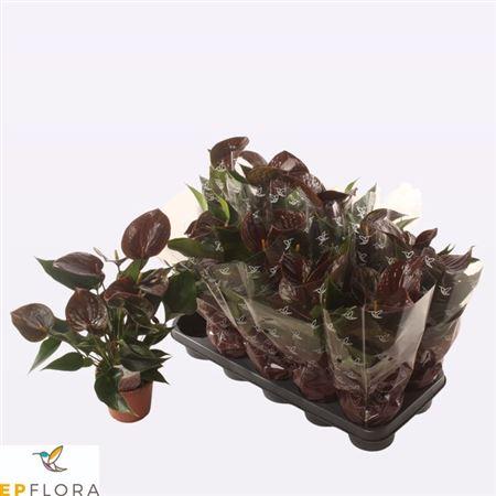 Горшечные цветы и растения оптом Anthu An C Chocolate 4+ от 10шт из Голландии с доставкой по России