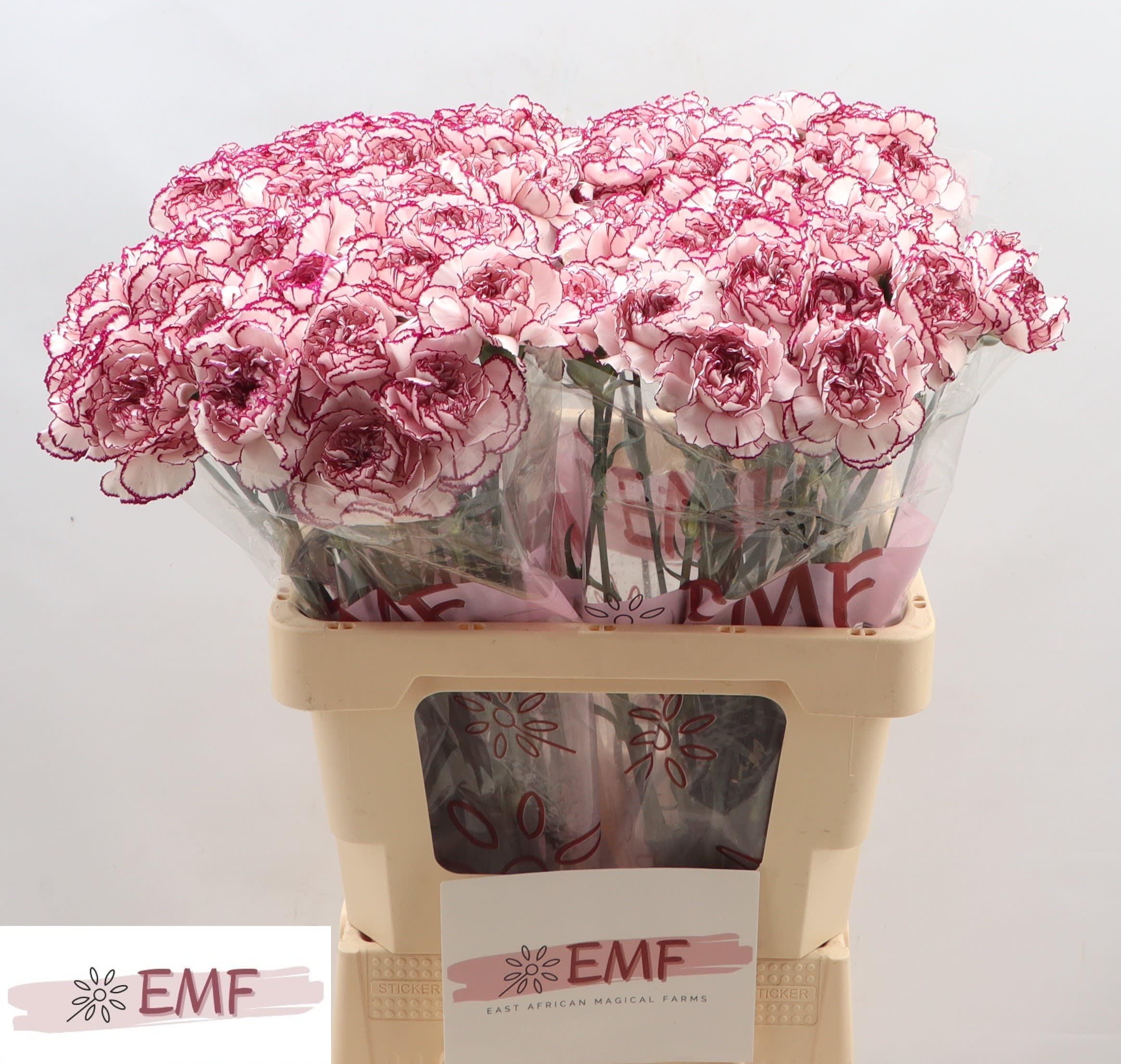 Срезанные цветы оптом Dianthus st damascus от 80шт из Голландии с доставкой по России